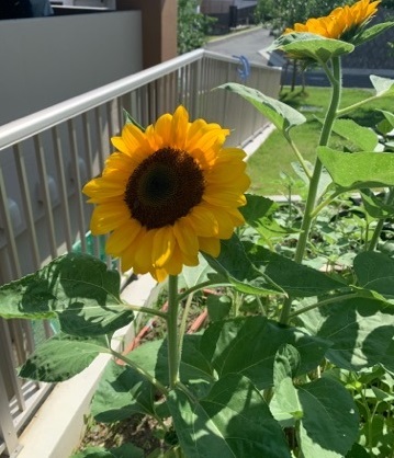 photo 20220623 sunflower2
